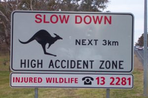 kangaroosign1